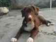 Adolfo