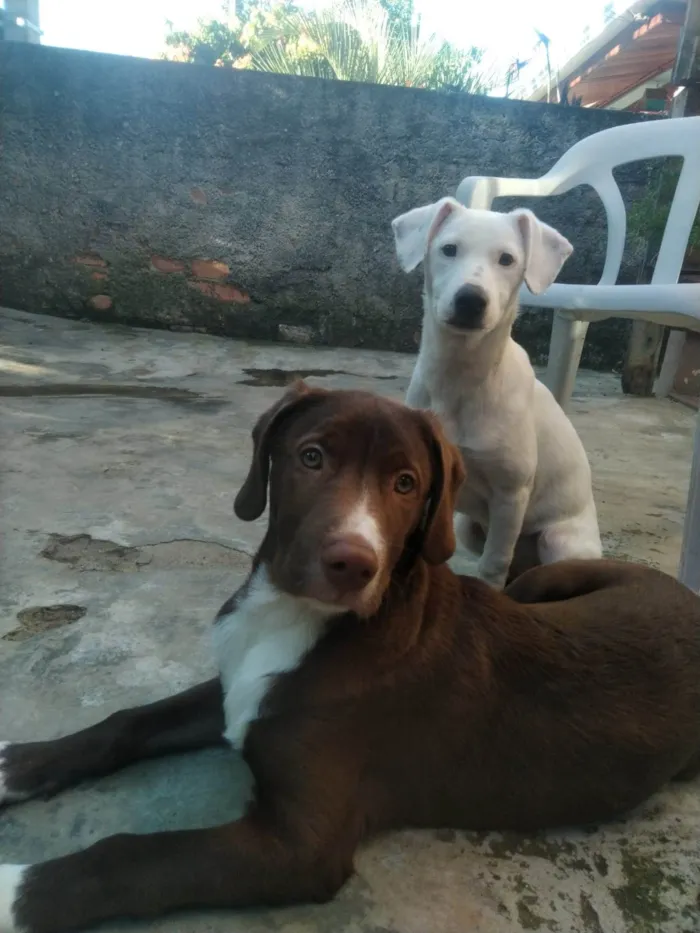 Cachorro ra a SRD idade 2 a 6 meses nome Adolfo