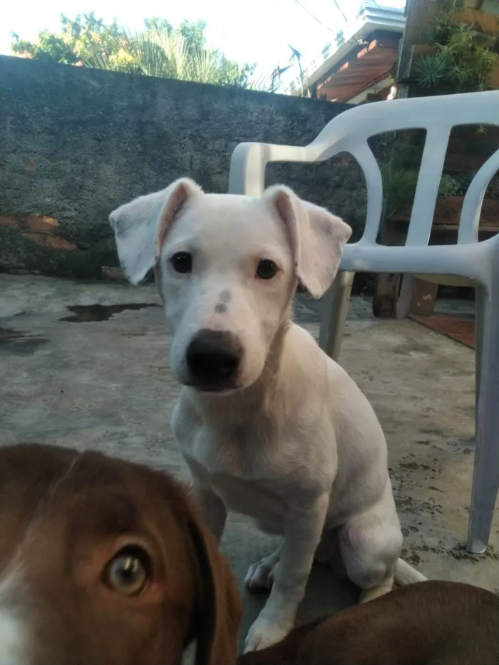 Cachorro ra a SRD-ViraLata idade 2 a 6 meses nome Britany
