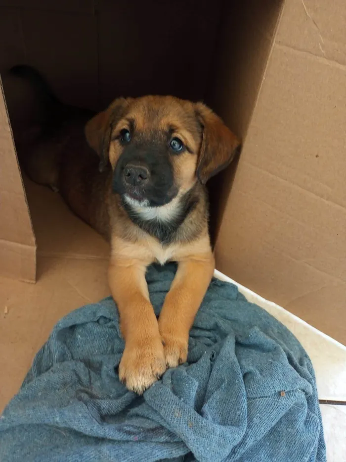 Cachorro ra a SRD-ViraLata idade Abaixo de 2 meses nome A escolher, no momento escolhemos um apelido carinhoso (Bolotinha)