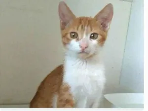 Gato raça srd bicolor  idade 7 a 11 meses nome FUBÁ