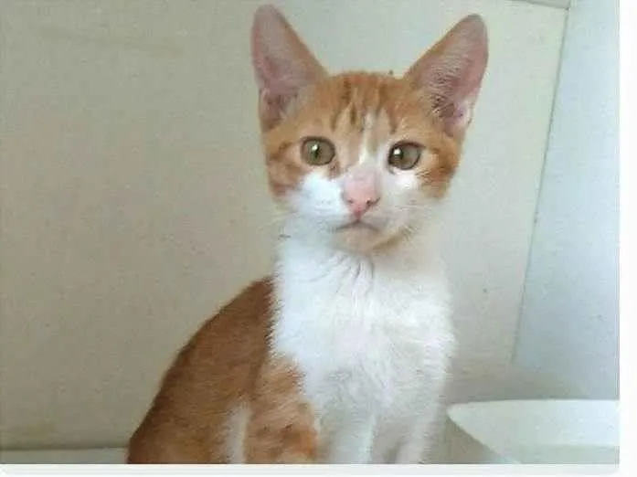 Gato ra a srd bicolor  idade 7 a 11 meses nome FUBÁ