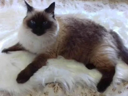 Gato raça Siamês de pelo longo  idade 6 ou mais anos nome Nina