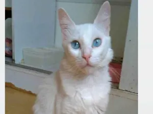 Gato raça srd idade 1 ano nome MAITÊ 