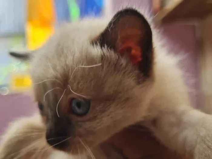 Gato ra a  idade 2 a 6 meses nome sem nome