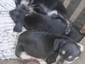 Cachorro raça Pincher nao puro idade Abaixo de 2 meses nome Sem nome