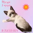 Gato raça SRD-ViraLata idade 2 a 6 meses nome Marie