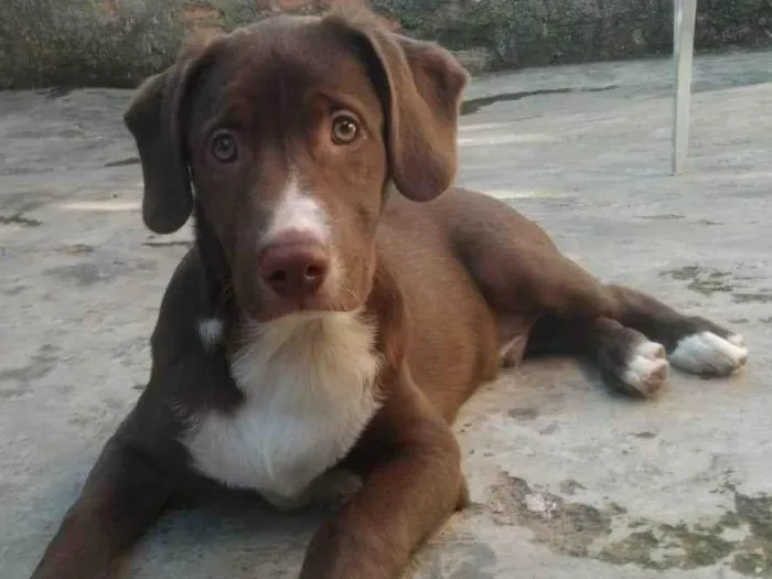 Cachorro ra a SRD idade 2 a 6 meses nome Adolfo