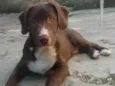 Adolfo