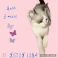 Gato raça SRD-ViraLata idade Abaixo de 2 meses nome Anne