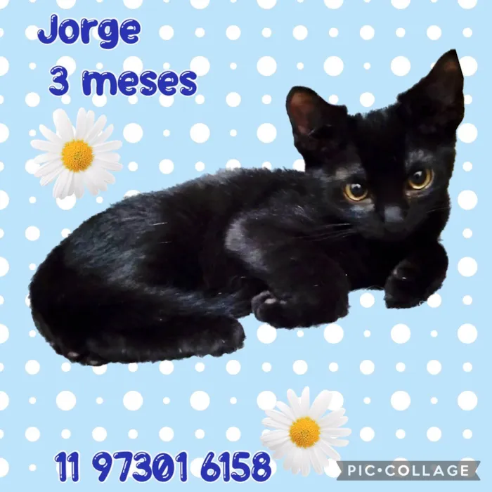 Gato raça SRD-ViraLata idade 2 a 6 meses nome Jorge