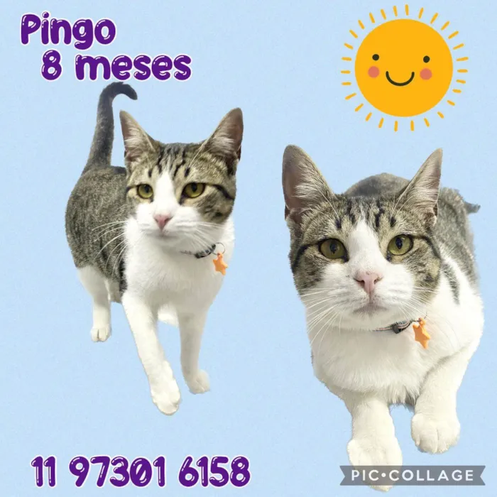 Pingo 