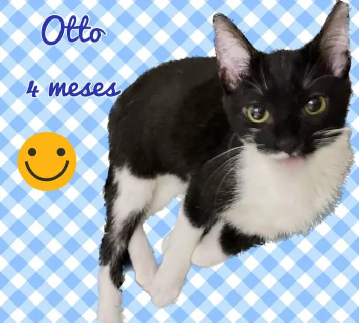 Gato raça SRD-ViraLata idade 2 a 6 meses nome Otto