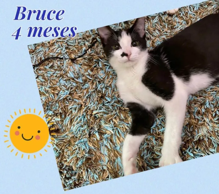 Gato raça SRD-ViraLata idade 2 a 6 meses nome Bruce