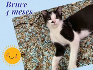 Gato raça SRD-ViraLata idade 2 a 6 meses nome Bruce