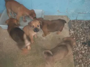 Cachorro raça SRD-ViraLata idade  nome Filhotes