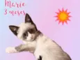 Gato raça SRD-ViraLata idade 2 a 6 meses nome Marie