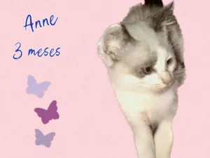 Gato raça SRD-ViraLata idade Abaixo de 2 meses nome Anne