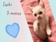 Gato raça SRD-ViraLata idade 2 a 6 meses nome Sushi