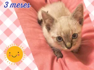 Gato raça SRD-ViraLata idade 2 a 6 meses nome Shoyu