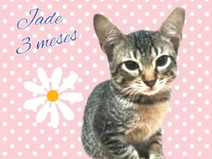 Gato raça SRD-ViraLata idade 2 a 6 meses nome Jade