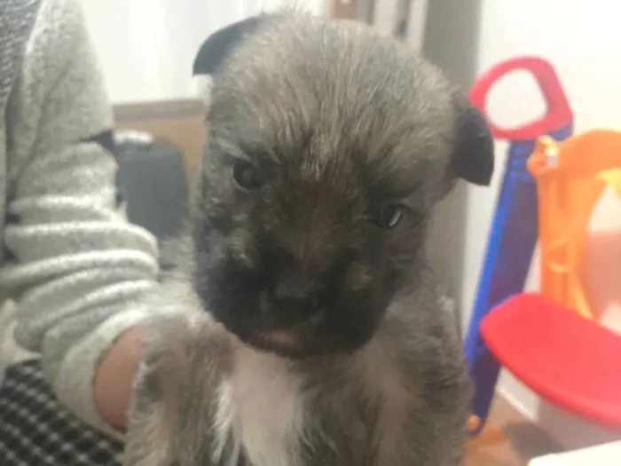 Cachorro raça SRD-ViraLata idade Abaixo de 2 meses nome Sansão 