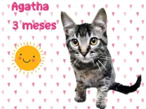 Gato raça SRD-ViraLata idade 2 a 6 meses nome Ágatha