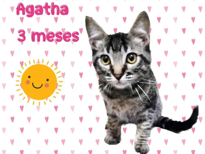 Gato raça SRD-ViraLata idade 2 a 6 meses nome Ágatha