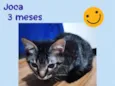 Gato raça SRD-ViraLata idade 2 a 6 meses nome Joca
