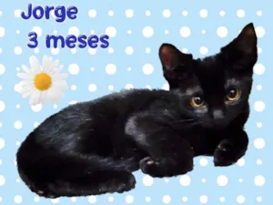 Gato raça SRD-ViraLata idade 2 a 6 meses nome Jorge