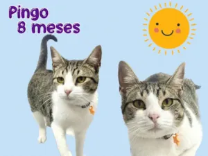 Gato raça SRD-ViraLata idade 7 a 11 meses nome Pingo 