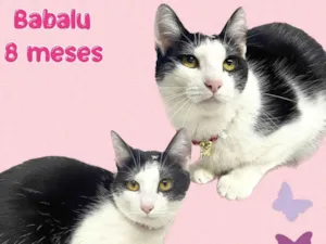 Gato raça SRD-ViraLata idade 7 a 11 meses nome Babalu