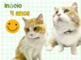 Gato raça SRD-ViraLata idade 4 anos nome Inácio 