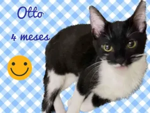 Gato raça SRD-ViraLata idade 2 a 6 meses nome Otto