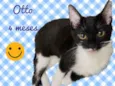 Gato raça SRD-ViraLata idade 2 a 6 meses nome Otto