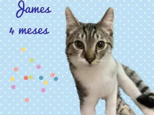 Gato raça SRD-ViraLata idade 2 a 6 meses nome James