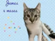 Gato raça SRD-ViraLata idade 2 a 6 meses nome James
