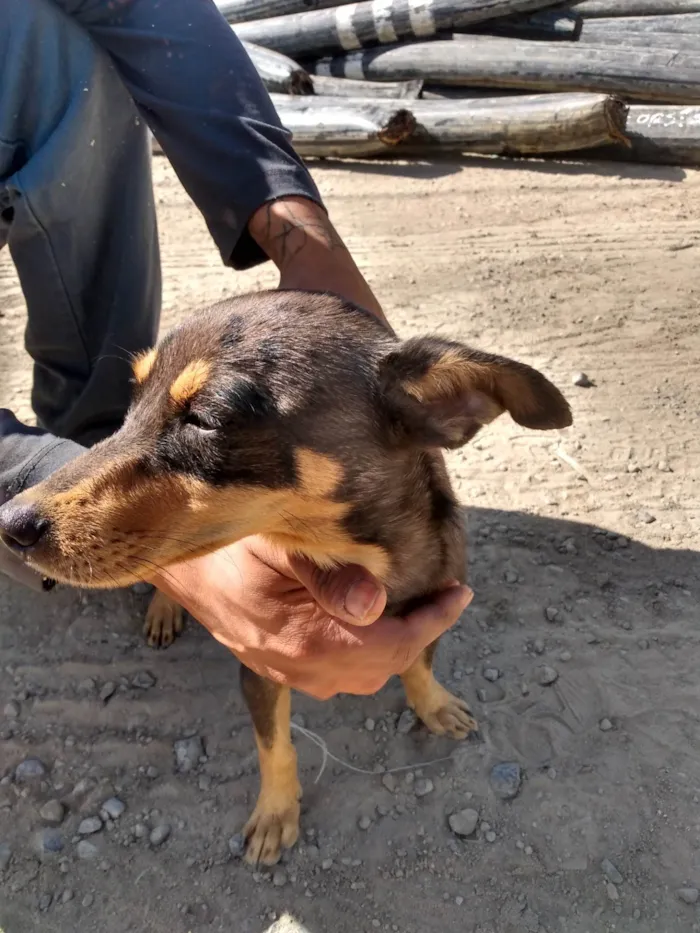 Cachorro raça Vira lata  idade 2 a 6 meses nome Paçoca