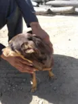 Paçoca