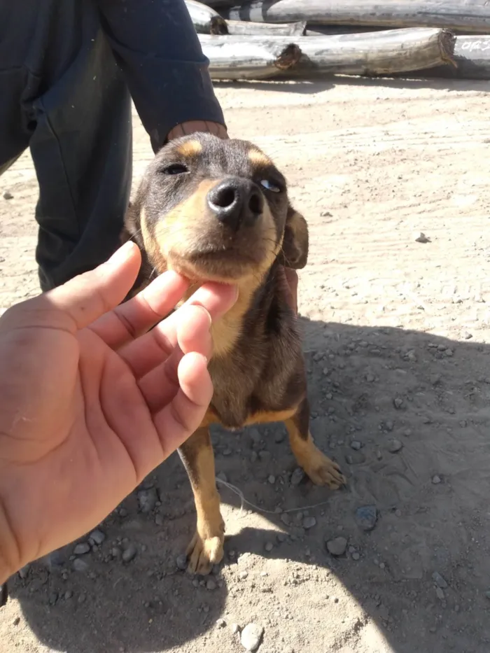 Cachorro raça Vira lata  idade 2 a 6 meses nome Paçoca