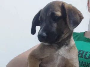 Cachorro raça SRD-ViraLata idade 2 a 6 meses nome Nego