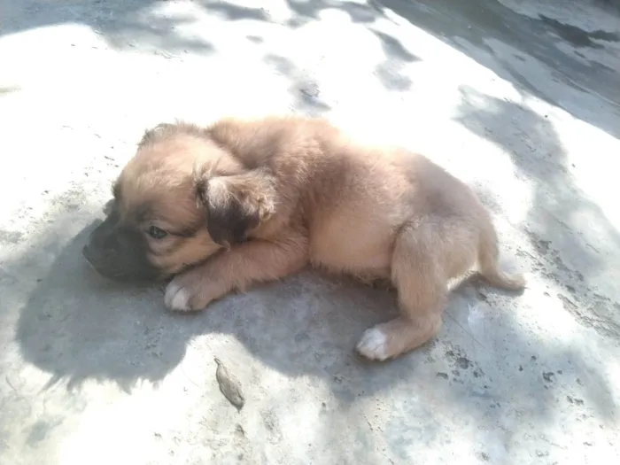 Cachorro ra a SRD-ViraLata idade Abaixo de 2 meses nome Caetano