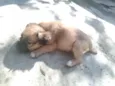 Caetano