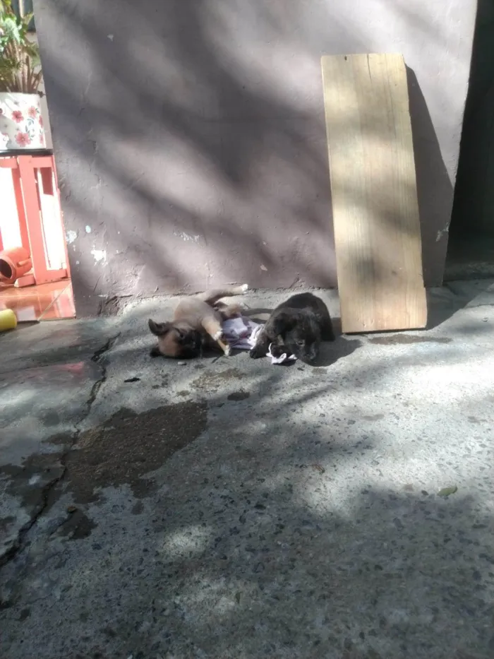 Cachorro ra a SRD-ViraLata idade Abaixo de 2 meses nome Caetano