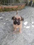 Caetano