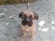 Caetano