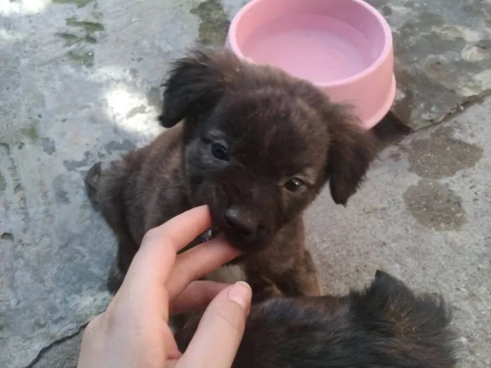 Cachorro ra a SRD-ViraLata idade 7 a 11 meses nome Djavan