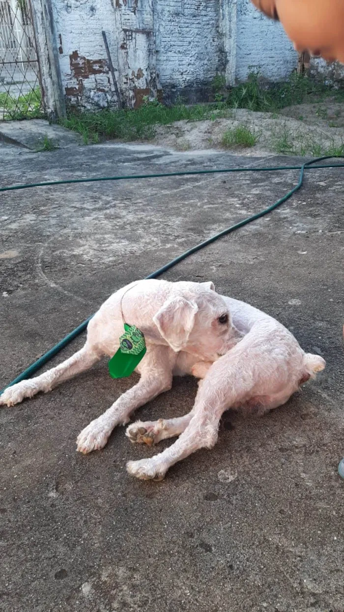 Cachorro raça Poodle idade 5 anos nome Marley