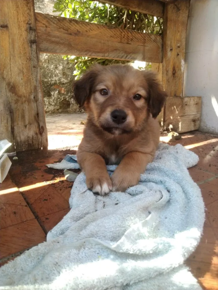 Cachorro ra a SRD-ViraLata idade Abaixo de 2 meses nome Tim Maia
