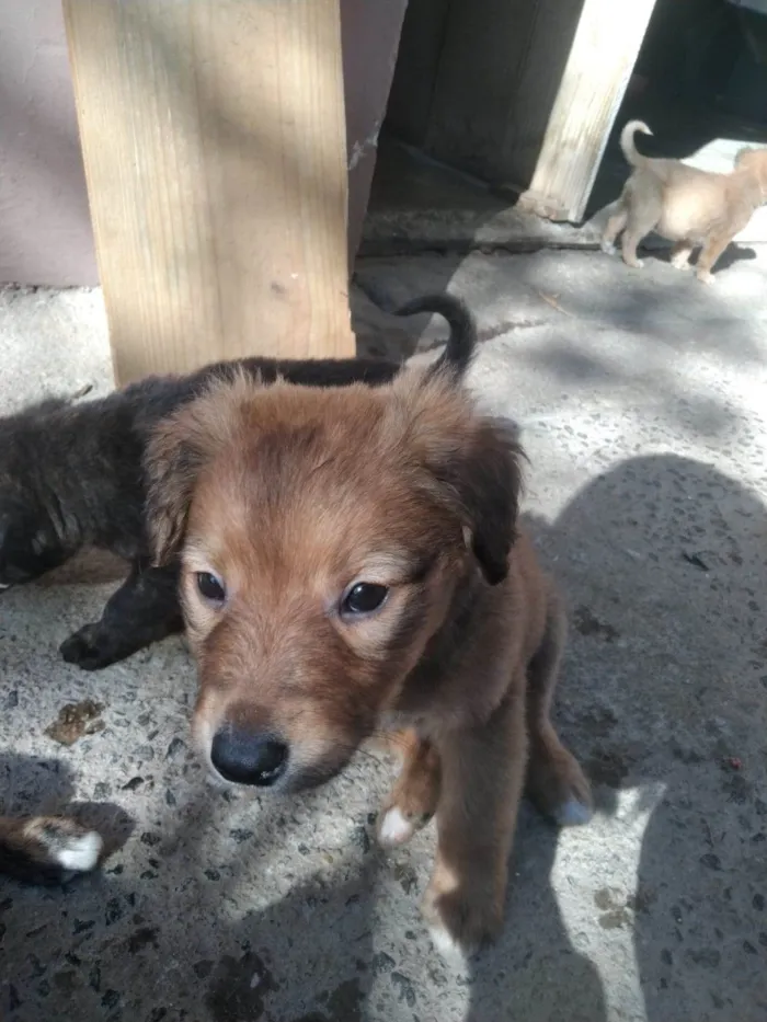 Cachorro ra a SRD-ViraLata idade Abaixo de 2 meses nome Tim Maia